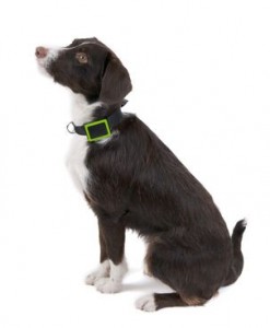 Collier GPS pour chien Weenect - Weenect - tracker