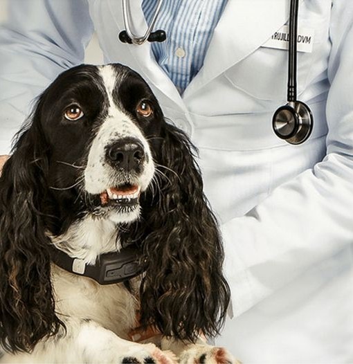 Collier connecté et santé pour chients - i4C Innovations - tracker