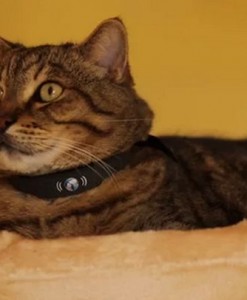 Collier connecté pour chat Petracer - PetTracer - tracker
