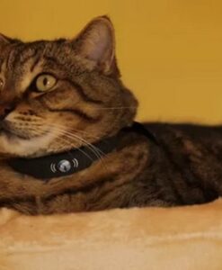 Collier connecté pour chat Petracer - PetTracer