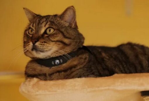 Collier connecté pour chat Petracer - PetTracer