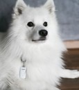 Télécommande Training / Dressage pour animaux - Tractive - dressage -
